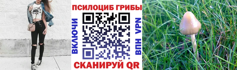 купить   Красноперекопск  Псилоцибиновые грибы ЛСД 